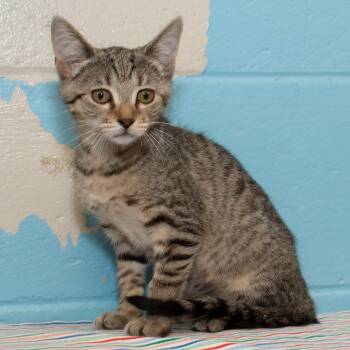 Sage -  Domestic Short Hair Cat Available for Adoption in Troy, Ohio - Sage | PetCurious