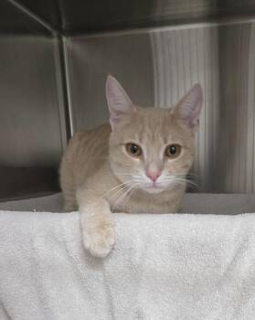 WOONSOCKETT -  Domestic Short Hair Cat for Adoption in Derwood, Maryland - WOONSOCKETT | PetCurious
