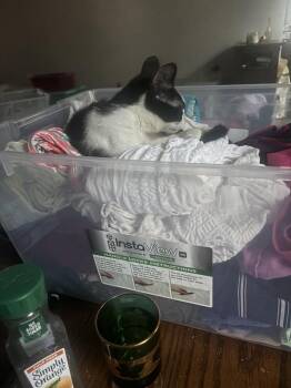Ella Fitzgerald -  Domestic Short Hair Cat for Adoption in Salisbury, North Carolina - Ella Fitzgerald | PetCurious