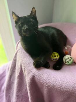 Theodore -  Manx and Domestic Short Hair Cat for Adoption in Deltona, Florida - Theodore | PetCurious
