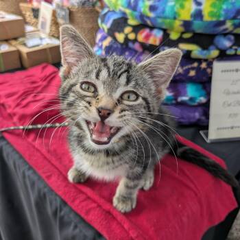 Popeye -  Domestic Short Hair Cat for Adoption in Hudsonville, Michigan - Popeye | PetCurious