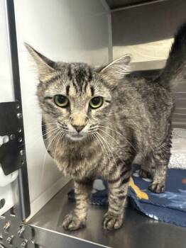 Domestic Short Hair Cats Available for Adoption in Hilton Head Island, South Carolina - Clarice | PetCurious