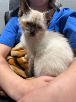 Betty White -  Siamese Cat for Adoption in Syracuse, Indiana - Betty White | PetCurious
