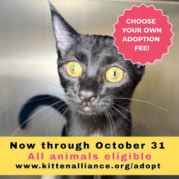 Rescue Domestic Short Hair Cats for Adoption in Asheville, North Carolina - Vallie | PetCurious