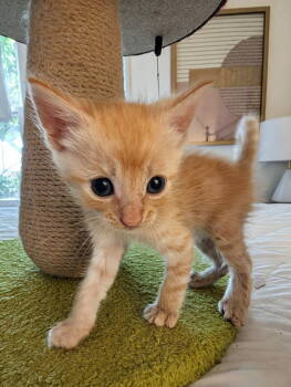 Rescue Domestic Short Hair Cats for Adoption in Los Angeles, California - Carl | PetCurious