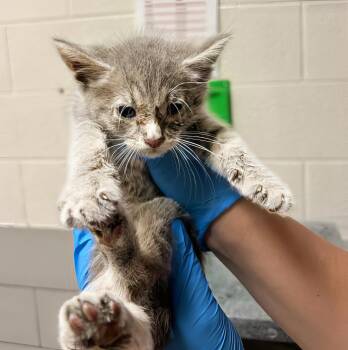 Sting -  Domestic Short Hair Cat for Adoption in Nashville, Tennessee - Sting | PetCurious