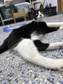 Gus Gus fna Triomphe -  Domestic Short Hair Cat for Adoption in Mishawaka, Indiana - Gus Gus Fna Triomphe | PetCurious