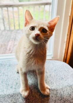 Domestic Medium Hair Cats Available for Adoption in Fort Payne, Alabama - Blondie | PetCurious