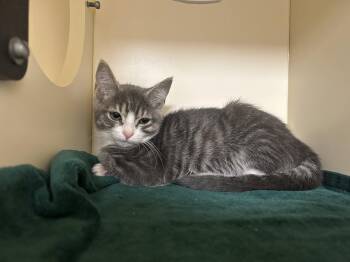 Silver -  Domestic Short Hair Cat for Adoption in Lancaster, Pennsylvania - Silver | PetCurious