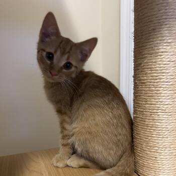 Honeycrisp Apple Scented Candle -  Domestic Short Hair Cat for Adoption in Fairfax Station, Virginia - Honeycrisp Apple Scented Candle | PetCurious