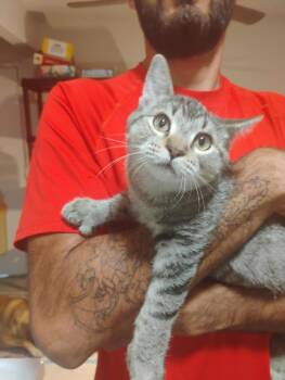 Berri aka Bear ( Kat) -  Tabby Cat for Adoption in Vacaville, California - Berri Aka Bear ( Kat) | PetCurious