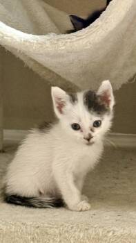 Keiko -  Domestic Short Hair Cat for Adoption in Glendale, Arizona - Keiko | PetCurious