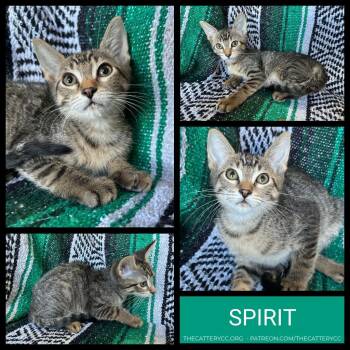 Spirit -  Domestic Short Hair Cat for Adoption in Corpus Christi, Texas - Spirit | PetCurious