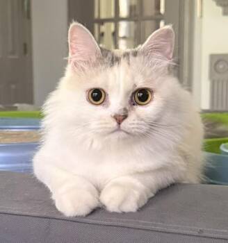Sweet Honey- Persian from Egypt -  Persian Cat for Adoption in Woodbridge, Virginia - Sweet Honey- Persian From Egypt | PetCurious