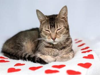 Abyssinian and Domestic Short Hair Cats Available for Adoption - BESS | PetCurious