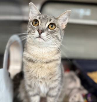 Rescue Domestic Short Hair Cats for Adoption in Sheboygan, Wisconsin - Angelina | PetCurious