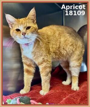 Domestic Short Hair Cats Available for Adoption in Marietta, Georgia - APRICOT | PetCurious