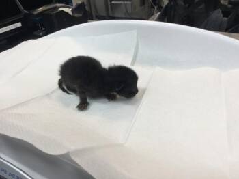 A1931583 -  Domestic Short Hair Cat for Adoption in Thousand Palms, California - A1931583 | PetCurious