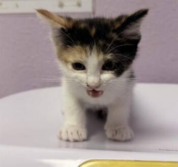 Domestic Short Hair Cats Available for Adoption in El Paso, Texas - 61052102 | PetCurious