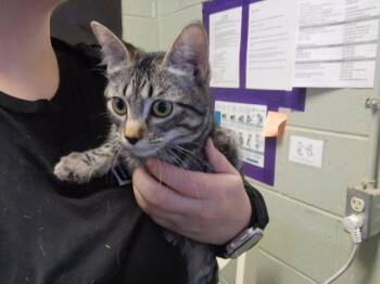 GERALD -  Domestic Short Hair Cat for Adoption in Tulsa, Oklahoma - GERALD | PetCurious