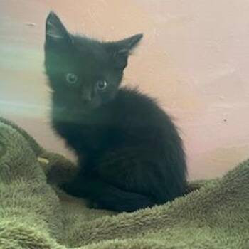 Umber -  Domestic Medium Hair Cat for Adoption in Nashville, Tennessee - Umber | PetCurious