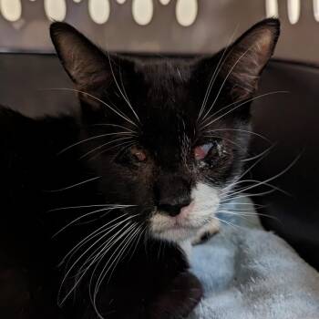 Domestic Short Hair Cats Available for Adoption in Roanoke, Virginia - Athena | PetCurious