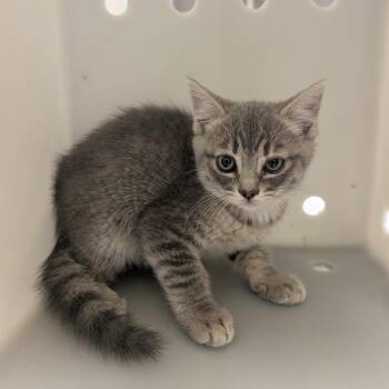 Sage -  Domestic Medium Hair Cat for Adoption in Reno, Nevada - Sage | PetCurious