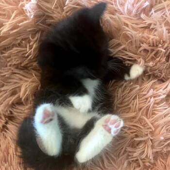 Domestic Short Hair Cats Available for Adoption in Long Beach, California - RODNEY | PetCurious