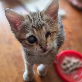 Bugsy -  Domestic Short Hair Cat for Adoption in Newberg, Oregon - Bugsy | PetCurious
