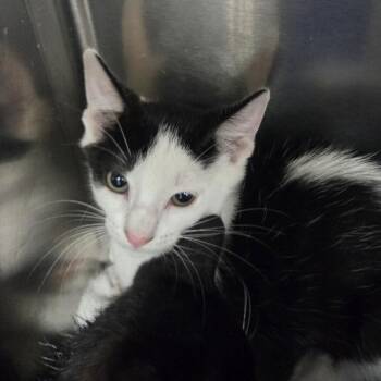 Tin Tin -  Domestic Short Hair Cat for Adoption in Lake Panasoffkee, Florida - Tin Tin | PetCurious