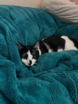 Pepsi -  Domestic Short Hair Cat for Adoption in Fort Collins, Colorado - Pepsi | PetCurious