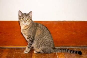 Juno -  Domestic Short Hair Cat Available for Adoption in Regina, Saskatchewan - Juno | PetCurious