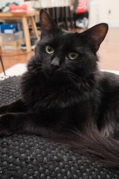Nips -  Domestic Short Hair Cat for Adoption in Melrose, Massachusetts - Nips | PetCurious
