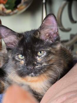 Paisley -  Tortoiseshell and Domestic Medium Hair Cat for Adoption in San Antonio, Texas - Paisley | PetCurious