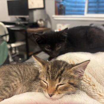 Sonny and Cher Treece (Bonded Pair) -  Domestic Short Hair Cat for Adoption in Morrison, Colorado - Sonny And Cher Treece (Bonded Pair) | PetCurious