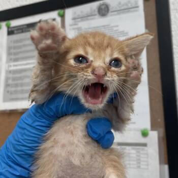 Niall -  Domestic Short Hair Cat for Adoption in Edinburg, Texas - Niall | PetCurious