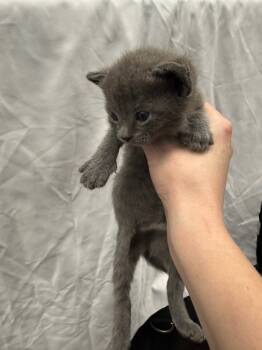 Rescue Domestic Short Hair Cats for Adoption in Town 