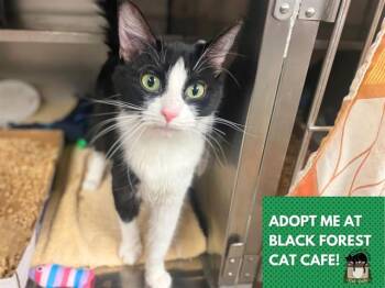 MARLEE -  Domestic Medium Hair Cat for Adoption in Fort Wayne, Indiana - MARLEE | PetCurious