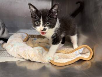 GWYN -  Domestic Short Hair Cat for Adoption in Tulsa, Oklahoma - GWYN | PetCurious