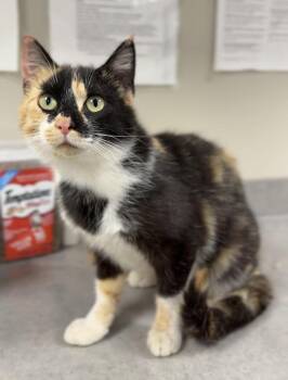 Domestic Short Hair Cats Available for Adoption in Bemidji, Minnesota - Winnie | PetCurious