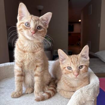 Sheldon & Shelly -  Domestic Short Hair Cat for Adoption in Potomac, Maryland - Sheldon & Shelly | PetCurious