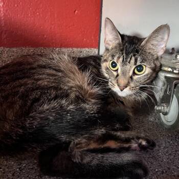 Domestic Short Hair Cats Available for Adoption - Spice | PetCurious