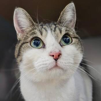Domestic Short Hair Cats Available for Adoption - Muffin | PetCurious