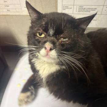 Domestic Short Hair Cats Available for Adoption - Sam | PetCurious