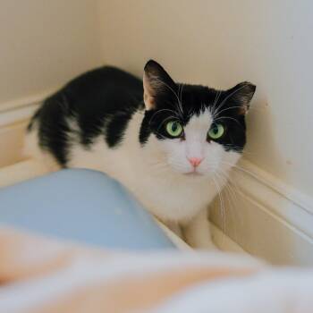 Nellie -  Domestic Short Hair Cat for Adoption in New York, New York - Nellie | PetCurious