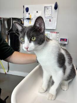 *Pigeon* -  Domestic Short Hair Cat for Adoption in Salt Lake City, Utah - *Pigeon* | PetCurious