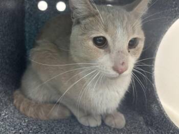 Domestic Short Hair Cats Available for Adoption - Billygoat | PetCurious