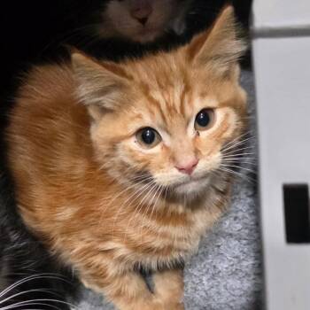 Heineken Robinson -  Domestic Medium Hair Cat for Adoption in Abingdon, Maryland - Heineken Robinson | PetCurious