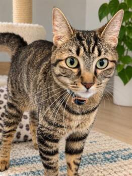 WILLOW -  Domestic Short Hair Cat for Adoption in Long Beach, California - WILLOW | PetCurious