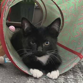 Simon (paired with a sibling) -  Domestic Short Hair Cat for Adoption in Reisterstown, Maryland - Simon (paired With A Sibling) | PetCurious